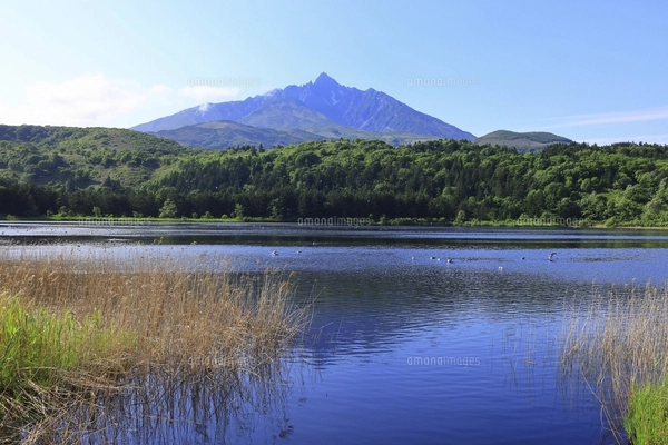 油絵 青嵐の利尻岳（オタトマリ沼)Ｆ3 利尻島 オタトマリ沼 水鳥と利尻山 北海道の写真素材 [FYI05135771