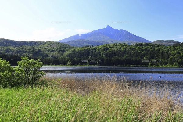 油絵 青嵐の利尻岳（オタトマリ沼)Ｆ3 オタトマリ沼｜観光スポット｜【公式】きた・北海道/稚内・利尻・礼文
