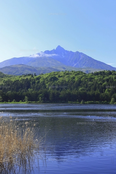 油絵 青嵐の利尻岳（オタトマリ沼)Ｆ3 利尻島 オタトマリ沼 水鳥と利尻山 北海道の写真素材 [FYI05135771