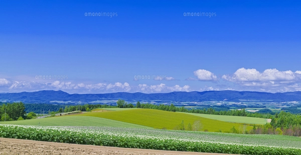 北海道 風景 美瑛町 田園風景と一本道 十勝岳山系遠望 ジェット
