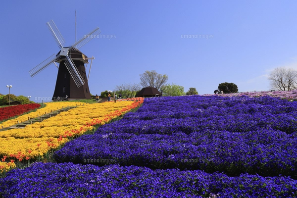 花博記念公園・鶴見緑地 風車の丘の花壇 大阪府 大阪市の写真素材