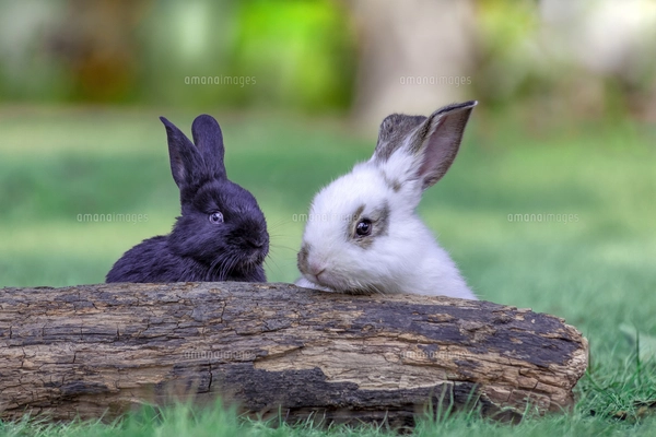 草地の倒木から覗く白ウサギ1匹。自然,小動物,ペット,癒し,リラックス