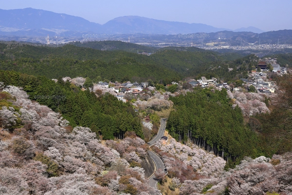 吉野山 上千本から望む桜 奈良県 吉野町の写真素材 [FYI05150951