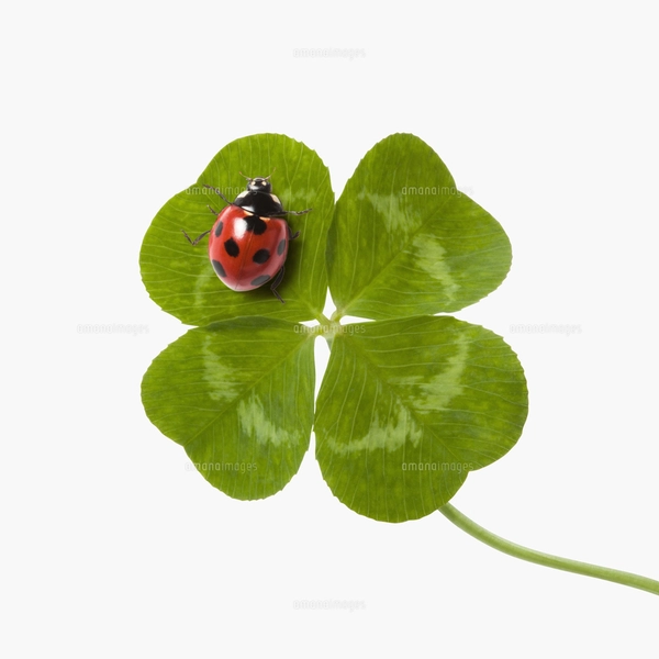 四葉のクローバーとてんとう虫の写真素材 [FYI03213691] | ストック