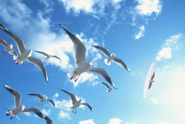 空を飛ぶ鳥の写真素材 [FYI03925644] | ストックフォトの Qlean Market