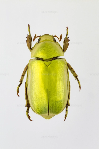 プラチナコガネの写真素材 [FYI03961569] | ストックフォトの Qlean