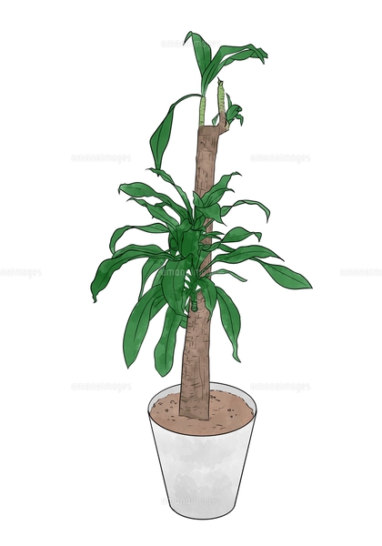 大きな観葉植物水彩風のイラスト素材 [FYI07421944] | ストックフォト