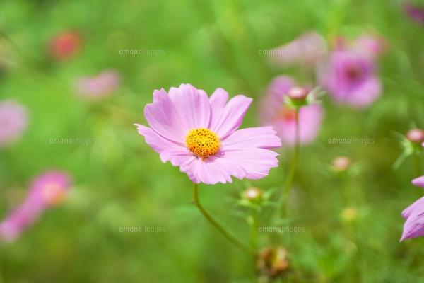 秋桜の写真素材 [FYI07425321] | ストックフォトの Qlean Market（キュ
