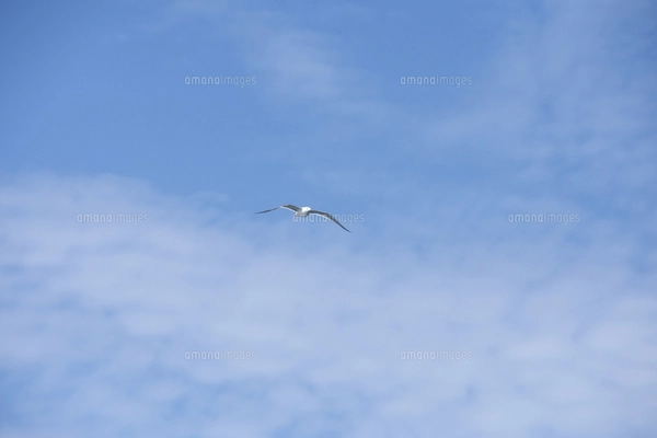 空をイメージする鳥 空を飛ぶオオセグロカモメ(チドリ目カモメ科)と雲の写真素材
