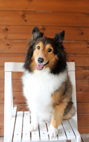 シェルティー（お座りポーズ） シェルティー（お座りポーズ）