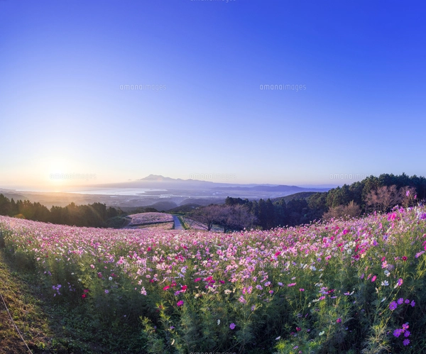 長崎県 風景 早朝のコスモス畑と諫早湾を挟み雲仙遠望 白木峰(しらき