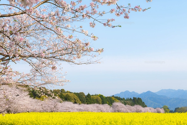 満開の桜と菜の花 西都原古墳群の写真素材 [FYI07523721] | ストック