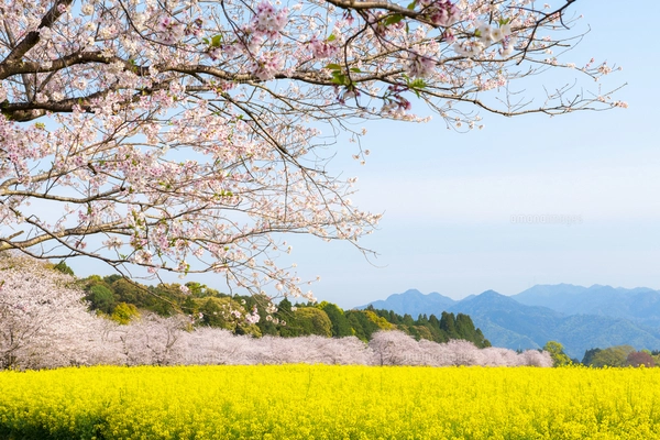 満開の桜と菜の花 西都原古墳群の写真素材 [FYI07523721] | ストック