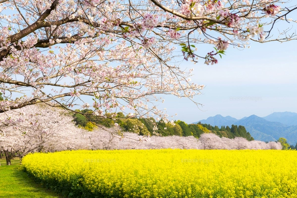 満開の桜と菜の花 西都原古墳群の写真素材 [FYI07523721] | ストック