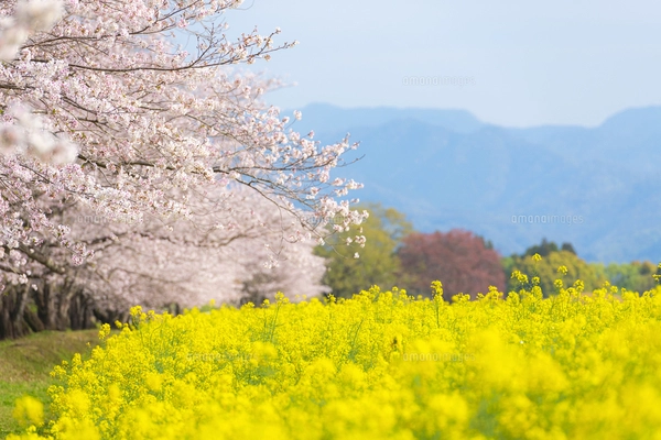 西都原古墳群の満開の桜と菜の花 の写真素材 [FYI07523692] | ストック