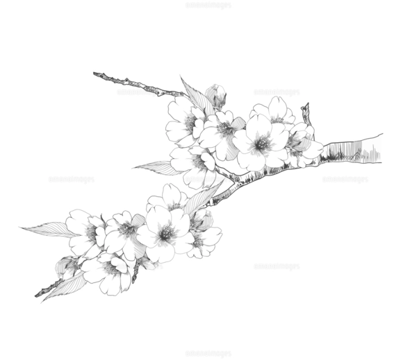 桜の花の手描きイラスト 色付きのイラスト素材 [FYI07532834