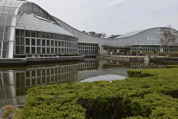 京都/府立植物園・ハイビャクシン盆栽の写真素材 [FYI07565738