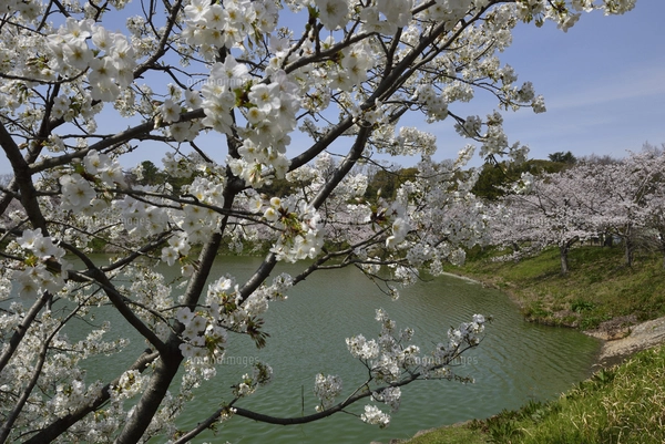大阪/花博記念公園鶴見緑地・風車の丘大花壇の写真素材 [FYI07570046