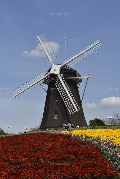 大阪/花博記念公園鶴見緑地・風車の丘大花壇の写真素材 [FYI07570043