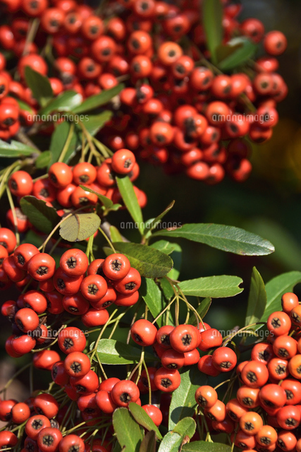 ピラカンサ（ピラカンサス バラ科・トキワサンザシ属）の鈴なりの赤い
