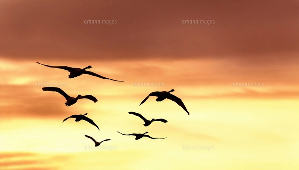 夕日を背景に群れで飛行する白鳥のシルエットの写真素材 [FYI07571573