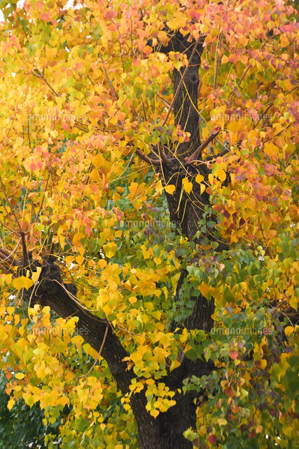 ナンキンハゼ（トウダイグサ科ナンキンハゼ属）の赤やオレンジや黄色の色とりどりの紅葉の写真素材 [FYI07572047] ストックフォトの