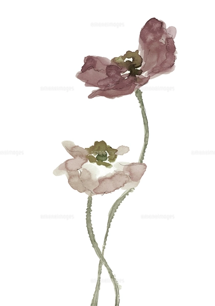 やさしいタッチで描いた色違いのポピー2本のイラスト【手描き水彩画