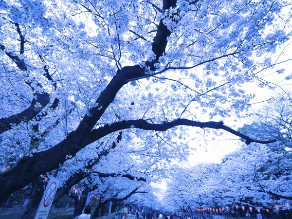 水彩で描いた朧月夜と桜と舞い散る花びらの手描きイラストの