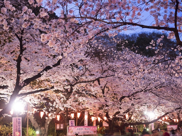 手描きイラスト オリジナル 「枝垂桜のカーテン」 原画 創作