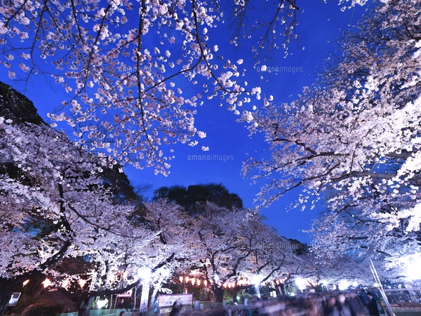 水彩で描いた朧月夜と桜と舞い散る花びらの手描きイラストの