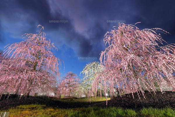 梅と三日月の風景高解像度写真 2L判4枚 と L判写真4枚 8枚セート 梅