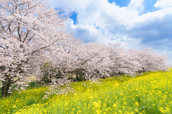水彩の椿の花のフレームのイラスト素材 [FYI04606788