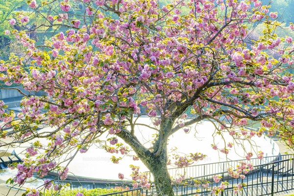 八重桜咲く静峰ふるさと公園の写真素材 [FYI07717226] | ストック