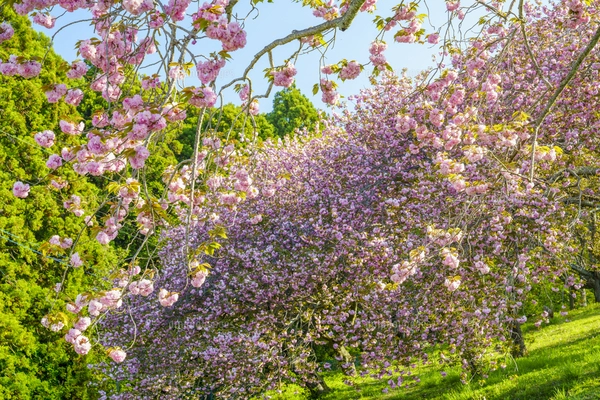 八重桜咲く静峰ふるさと公園の写真素材 [FYI07717226] | ストック