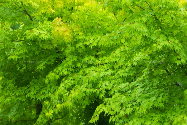 新緑の青もみじの写真素材 [FYI07720340] | ストックフォトの Qlean