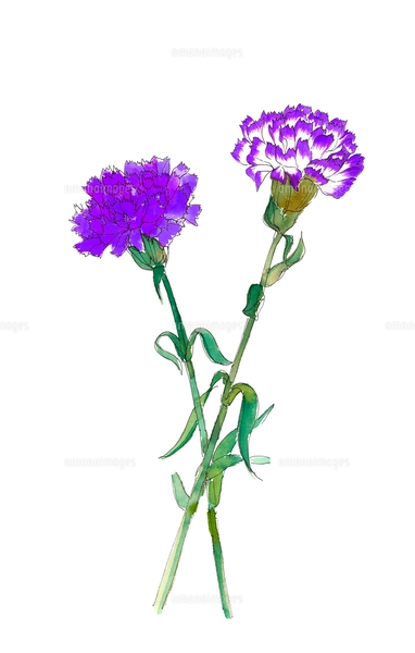 水彩で描いた神秘的なブルーカーネーション ムーンダスト 白バックの