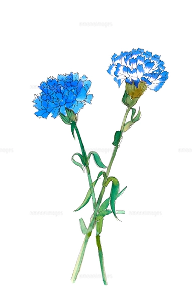 水彩で描いた神秘的なブルーカーネーション ムーンダスト白バックの