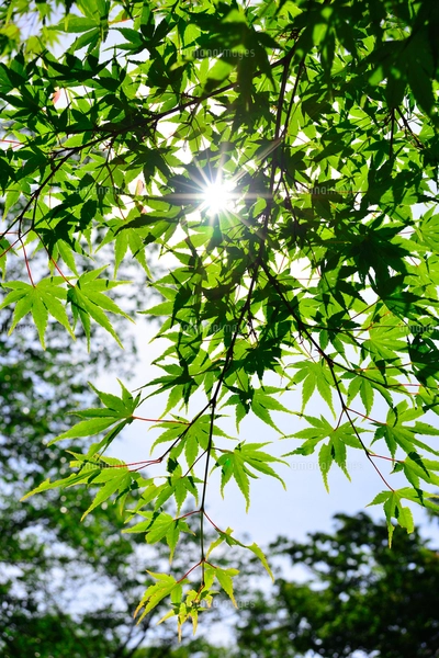 樫の木 新緑の樫の木の写真素材 [FYI01474890] | ストックフォトの Qlean