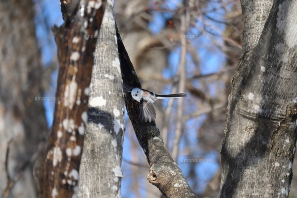 木の枝にとまるシマエナガの写真素材 [FYI07730549] | ストックフォト