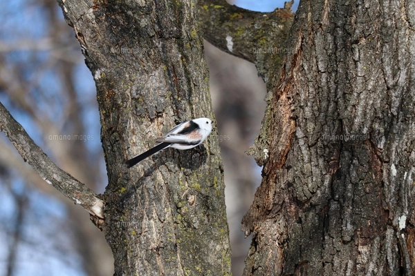 木の枝にとまるシマエナガの写真素材 [FYI07730549] | ストックフォト