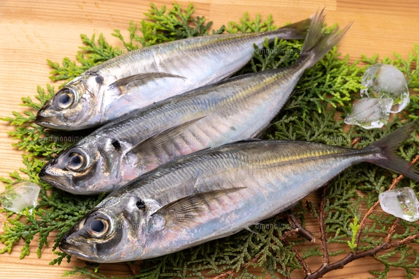 アジの写真素材 [FYI07732978] | ストックフォトの Qlean Market（キュ