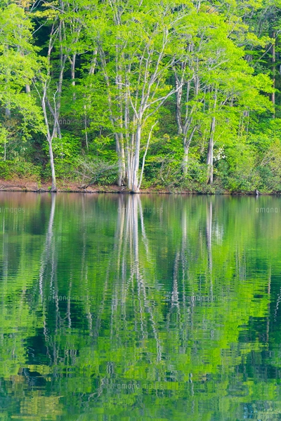 新緑の希望湖と水面の写真素材 [FYI07761688] | ストックフォトの