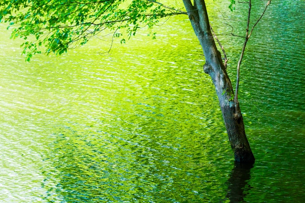 新緑の水面の写真素材 [FYI07747308] | ストックフォトの Qlean Market