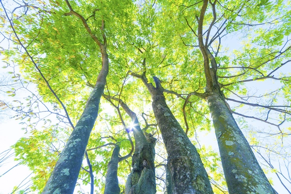 新緑の木を見上げるの写真素材 [FYI07761827] | ストックフォトの