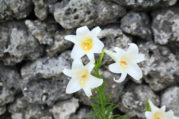沖縄竹富島 ブーゲンビリアの花の写真素材 [FYI07749311] | ストック