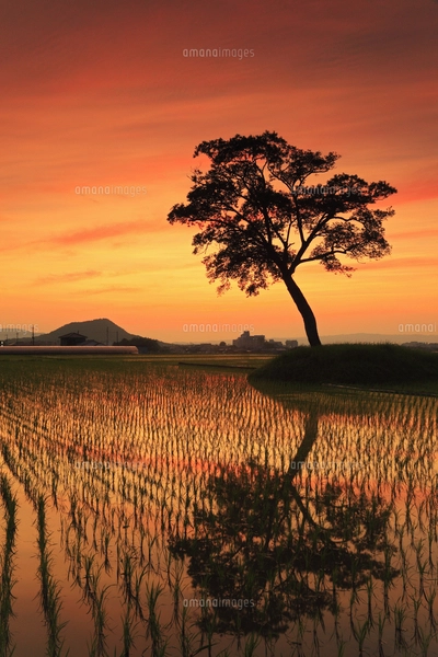古宮土壇 夕焼けに染まる棚田と畝傍山の写真素材 [FYI07767419