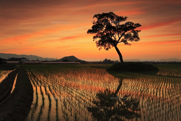 古宮土壇 夕焼けに染まる棚田と畝傍山の写真素材 [FYI07766439