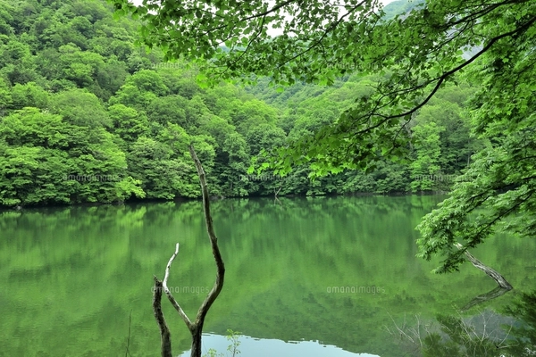 十二湖 新緑の青池の写真素材 [FYI07775019] | ストックフォトの Qlean