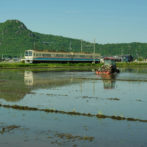 ビワの花 蕾 木 水彩のイラスト素材 [FYI03441411] | ストック