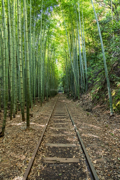 竹林ページ 1200px-